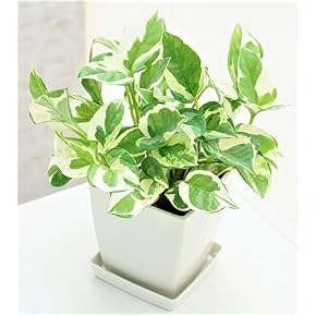 Amazon.co.jp: 観葉植物 - 花・観葉植物: ホーム＆キッチン